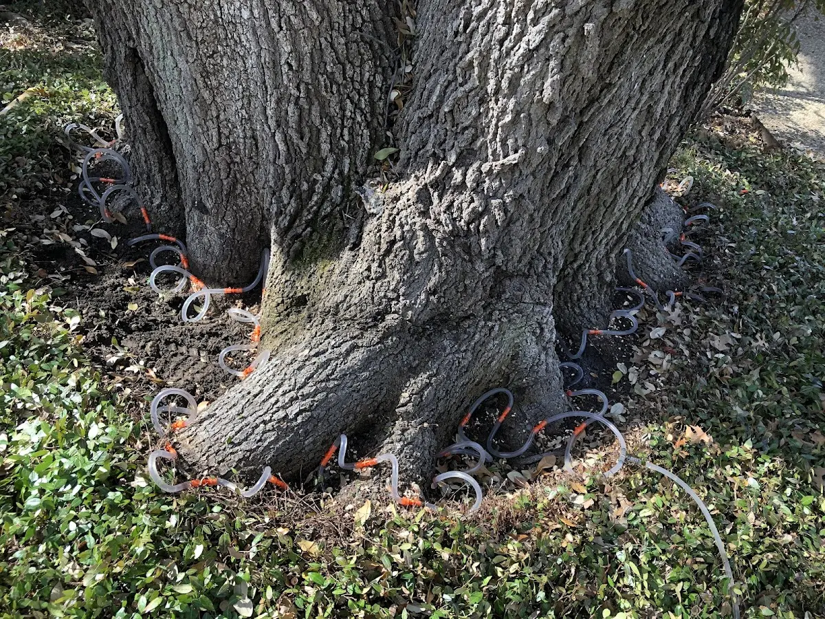 Detailed Tree Cabling and Bracing job site in Leesville